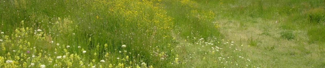 Hay meadow, Greece